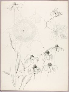 Ohne Titel (Spinnennetz und Gänseblümchen) von George Elbert Burr
