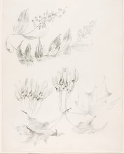 Ohne Titel (Zuckerahorn und Falsches Salomonssiegel) von George Elbert Burr