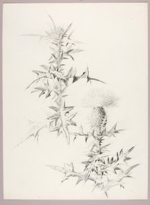 Ohne Titel (Distel)