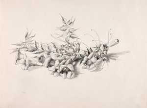 Ohne Titel (Trompetenblume, Campsis Radicans) von George Elbert Burr