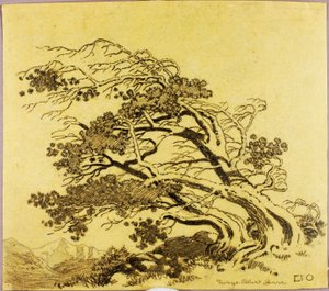 Ohne Titel (Transferzeichnung für Kiefern im Wind, Estes Park) von George Elbert Burr