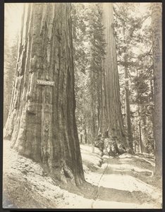 Fahrt durch die Wawona, Mariposa Grove. Durchmesser 24 ft.
