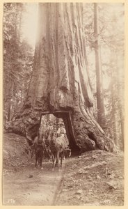 Wawona, zeigt Bühne im Baum (Durchmesser, 30 Fuß). Mariposa Grove.