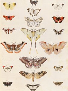 Lepidoptera aus Natal und dem Zulu-Land