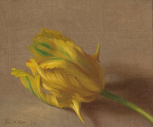 Tulpe