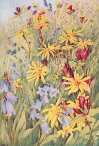Arnika, die Braune Enzian (G purpurea), Campanula barbata und das feurige kleine Hieracium aurantiacum, aus dem Leben gemalt im Juli