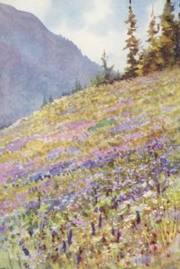 Feld von Campanula rhomboidalis auf dem Col de la Forclaz Anfang Juli