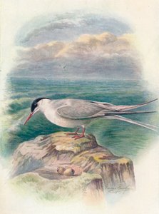 Arktische Seeschwalbe - Sterna macrura, um 1910