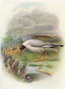 Schwarzkopfmöwe - Larus ridibundus, ca. 1910