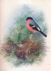 Gimpel - Pyrrhula europaea, ca. 1910 von George James Rankin