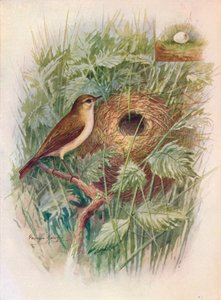 Zilpzalp - Phylloscopus rufus, um 1910 von George James Rankin