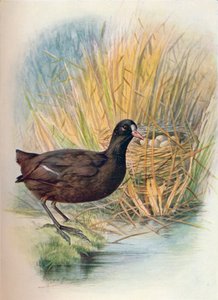 Blässhuhn - Fulica atra