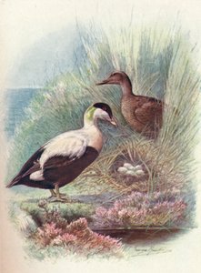 Eiderente - Somateria mollissima, um 1910