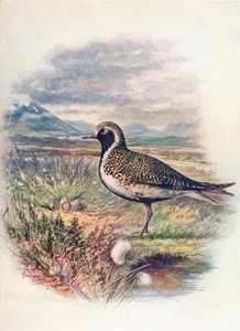 Goldregenpfeifer - Charadrius pluvialis, ca. 1910