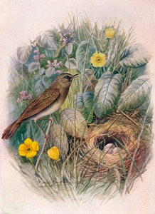 Schlagschwirl - Locustella naevia, um 1910, 1910 von George James Rankin