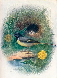Gebirgsstelze - Motacilla melanope