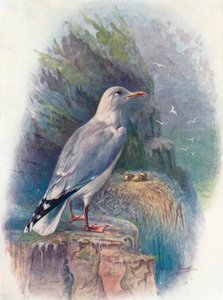 Silbermöwe - Larus argentatus, ca. 1910