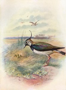 Kiebitz oder Kiebitz - Vnellus vulgaris