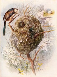 Schwanzmeise - Acredula caudata von George James Rankin
