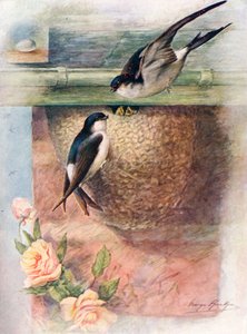 Martin - Chelidon urbica, um 1910 von George James Rankin
