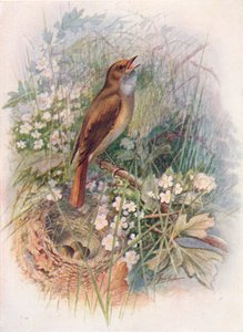Nachtigall - Daulias luscinia, ca. 1910