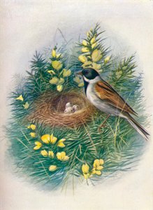 Rohrammer - Embriza schoeniclus