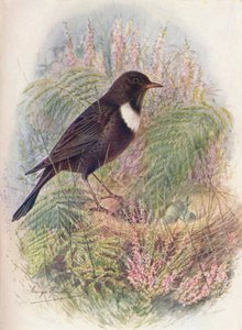 Ringdrossel - Turdus torquatus von George James Rankin