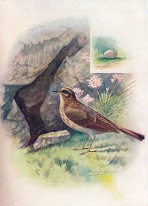 Strandpieper - Anthus obscurus, um 1910