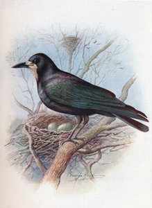 Saatkrähe - Corvus frugilegus, um 1910 von George James Rankin
