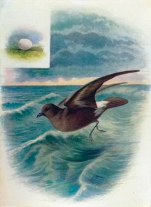 Sturmschwalbe - Procellaria pelagica