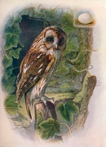 Waldkauz - Syrnium aluco, ca. 1910