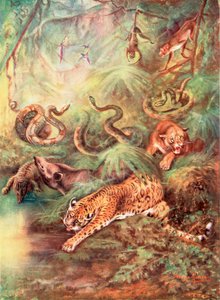 Der große brasilianische Wald und sein Zoo (Farblithografie)