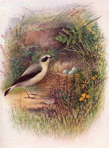 Steinschmätzer - Saxicola oenanthe, um 1910