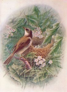 Dorngrasmücke - Sylvia cinerea, um 1910, 1910 von George James Rankin
