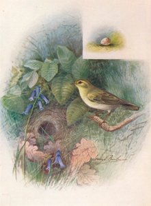 Waldlaubsänger - Phylloscopus sibilatrix, um 1910 von George James Rankin