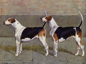 Die Puckeridge-Foxhounds Kolonist und Kardinal