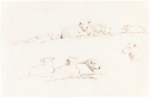Studien von Schafen auf der Weide
