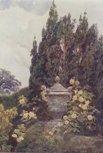 Gloire de Dijon, Penshurst von George Samuel Elgood