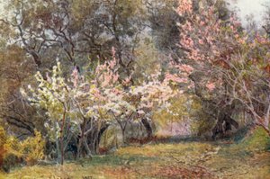 Pfirsich-, Pflaumen- und Birnenblüte