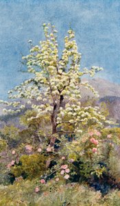 Birnenblüte, Seealpen