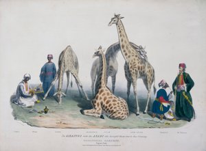 Zoologische Gärten, Regent