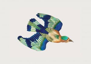 Ceylon-Roller