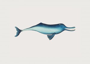 Ganges-Delfin
