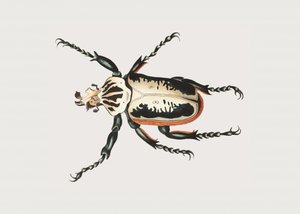 Goliathkäfer