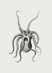 Oktopus