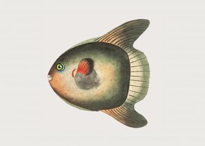 Kurzer Sonnenfisch von George Shaw