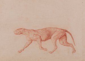 Vergleichende anatomische Darstellung der Struktur des menschlichen Körpers mit der eines Tigers und eines gewöhnlichen Huhns: Leopardenkörper, Seitenansicht (Erste von fünf Studien einer anderen großen Katze)