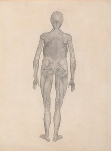 Vergleichende anatomische Darstellung der Struktur des menschlichen Körpers mit der eines Tigers und eines gewöhnlichen Huhns: Menschliche Figur, Rückansicht (Fertige Studie für eine unveröffentlichte Platte)