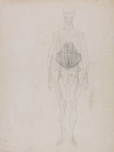 Vergleichende anatomische Darstellung der Struktur des menschlichen Körpers mit der eines Tigers und eines gewöhnlichen Huhns: Menschliche Figur, Vorderansicht (größtenteils in Umrissen)