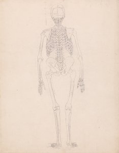 Vergleichende anatomische Darstellung der Struktur des menschlichen Körpers mit der eines Tigers und eines gewöhnlichen Huhns: Menschliches Skelett, Rückansicht